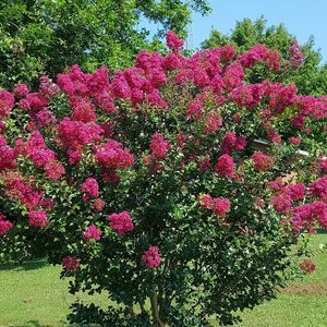 Meet your Posher, Evelyn